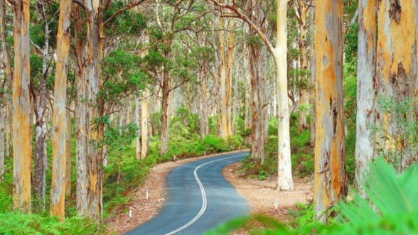 Rural Building Company -  - Gallery - Karri Trees