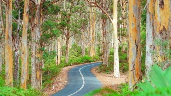 Rural Building Company - - Gallery - Karri Trees